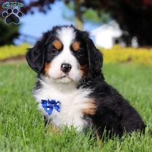 Zeke, Bernese Mountain Dog Puppy